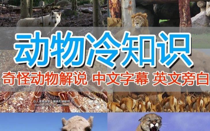 外面卖1699的国外纪录片解说（动物解说、美食、动画片）稳过中视频_泡桐学堂